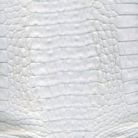 cocodrilobellycutblanco