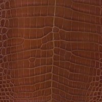 cocodrilomoreletiibellycutcognac