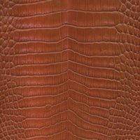 cocodrilomoreletiibellycutcognacclaro