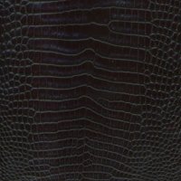 cocodrilomoreletiibellycutnegro