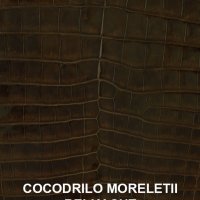moreletticafeoscuro