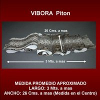 piton-especificaciones