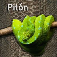 Pitón