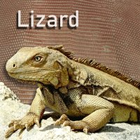 Lizard