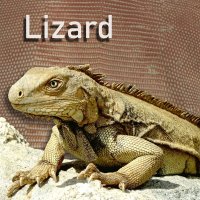 lizard