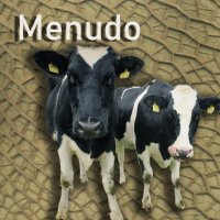 Menudo