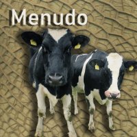 menudo