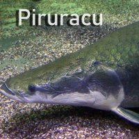 Piruracu