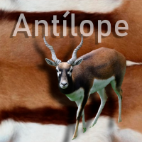 Antilope