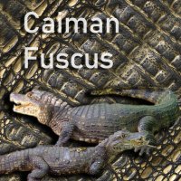 Caiman Fuscus