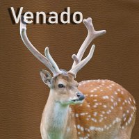 Venado